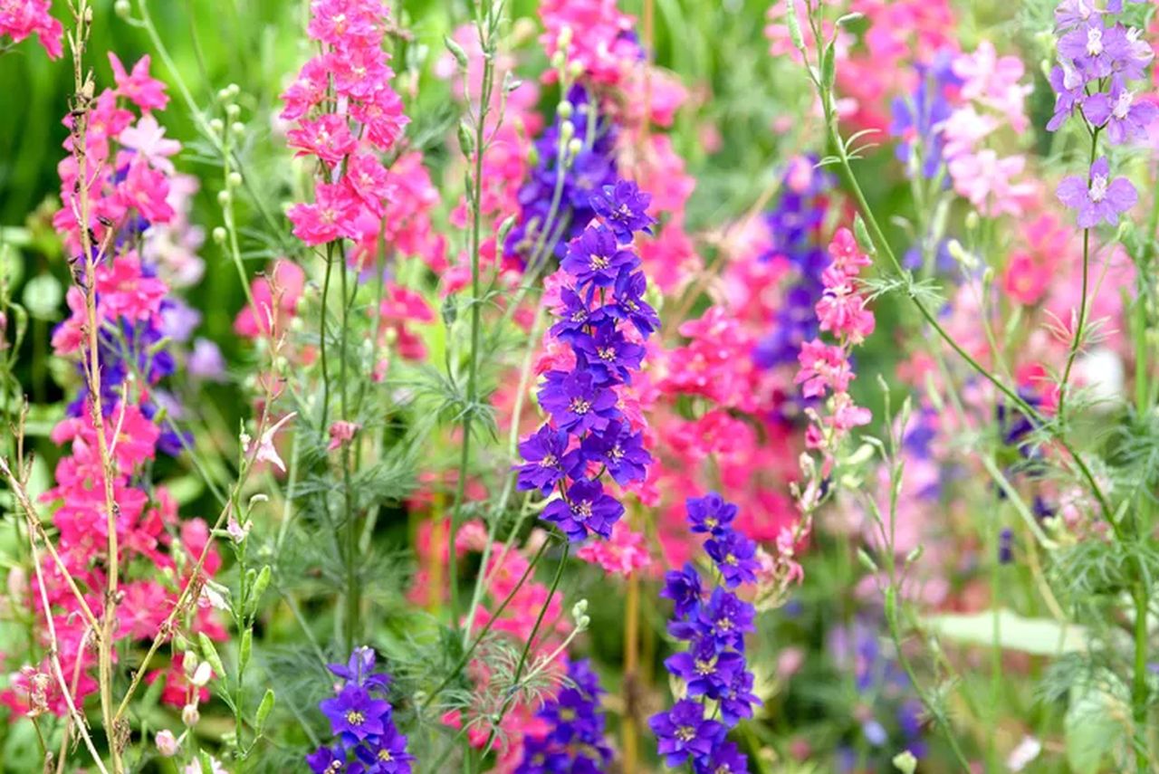 Perennials to Plant in Fall - Larkspur