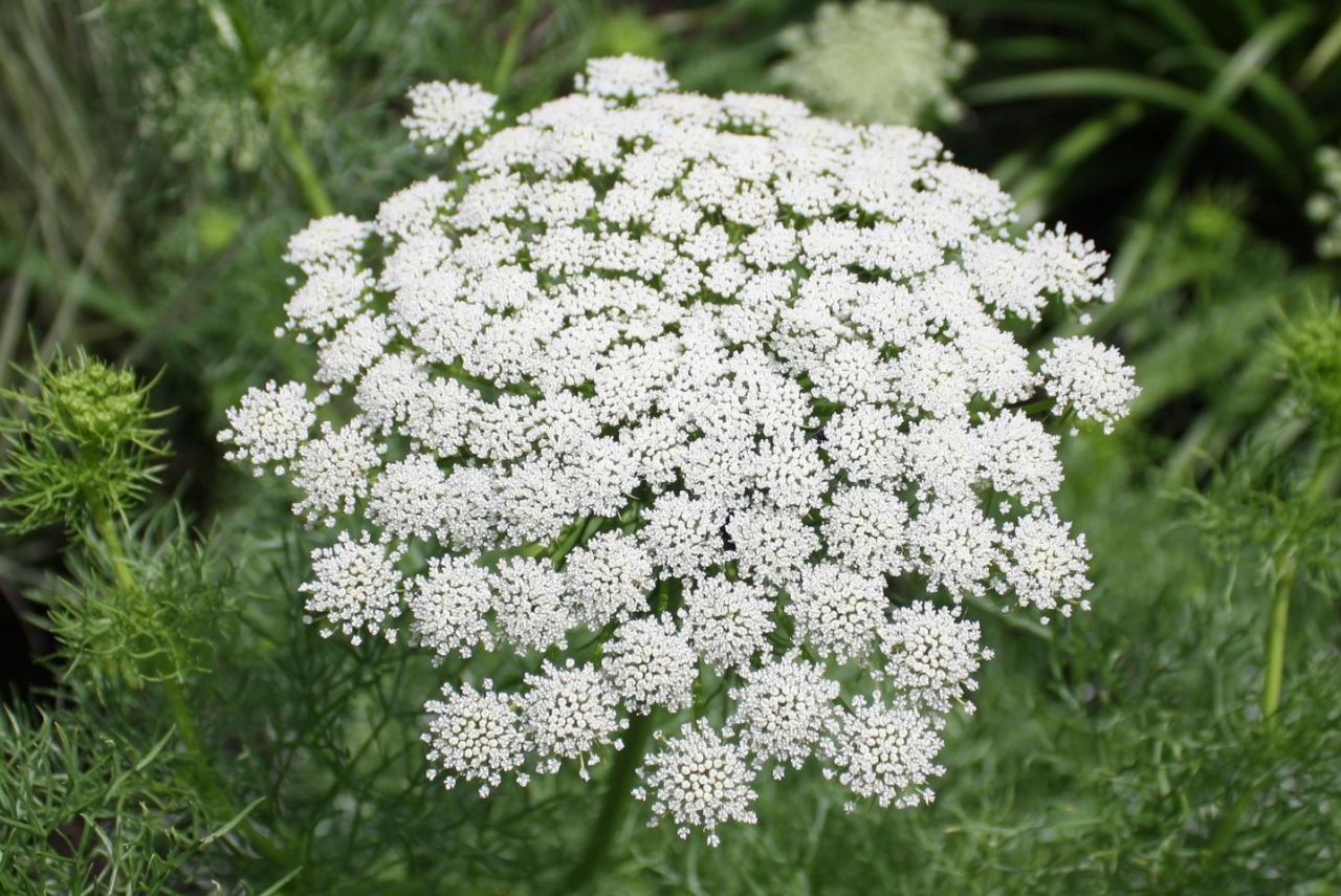 Perennials to Plant in Fall - Queen Anne’s lace