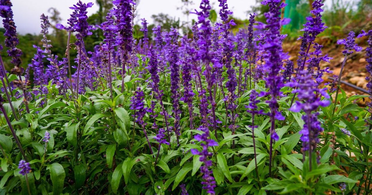 Perennials to Plant in Fall - Salvia