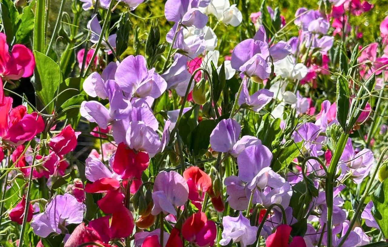 Perennials to Plant in Fall - Sweet Peas