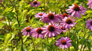 Perennials to Plant in Fall for lush and Vibrant Spring Garden