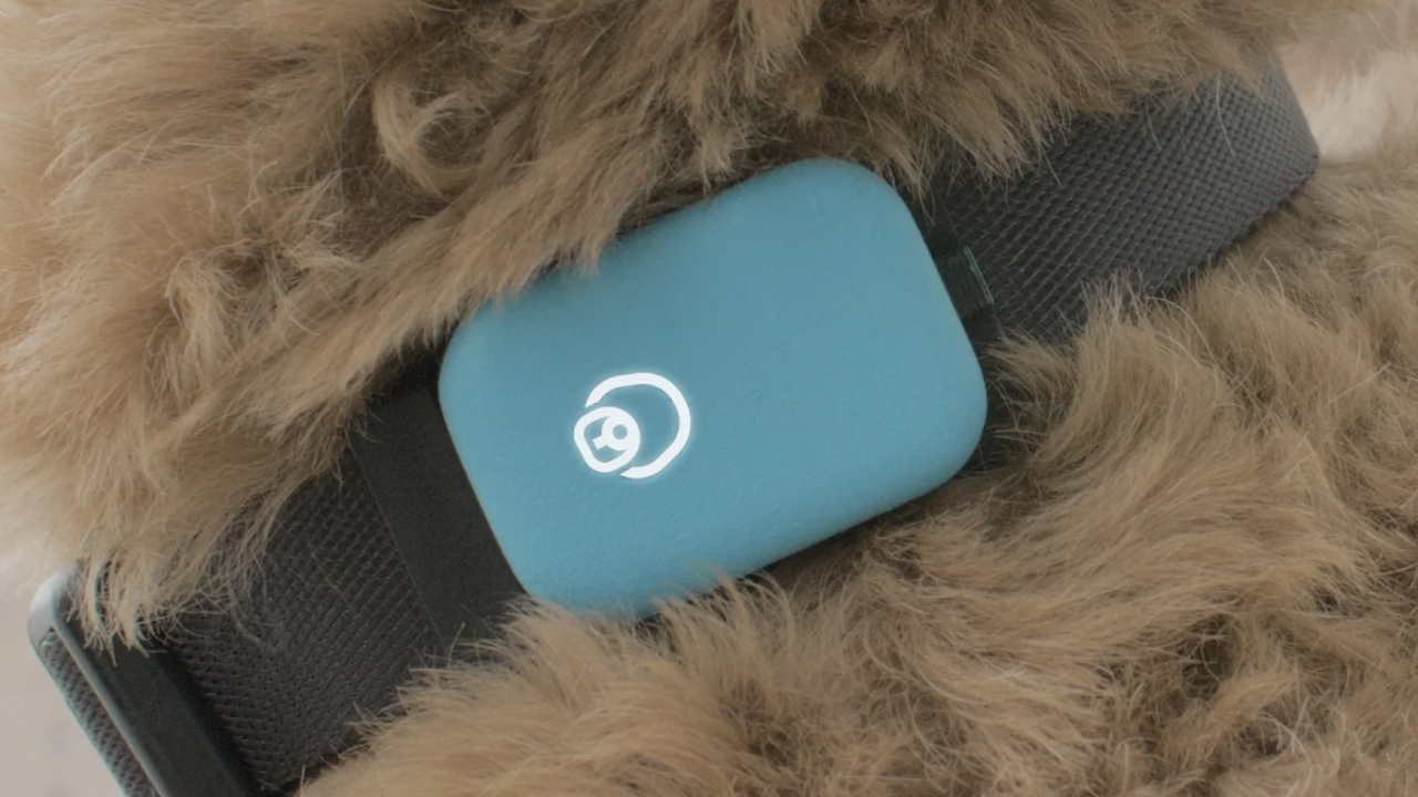 Queva Launches Smart Dog Collar to Monitor Your Pooch’s Sleep