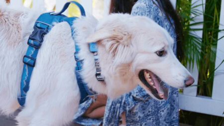 Queva Launches Smart Dog Collar to Monitor Your Pooch’s Sleep