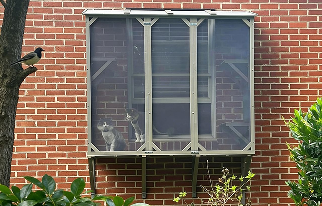 Outdoor Cat Window for Indoor Cats