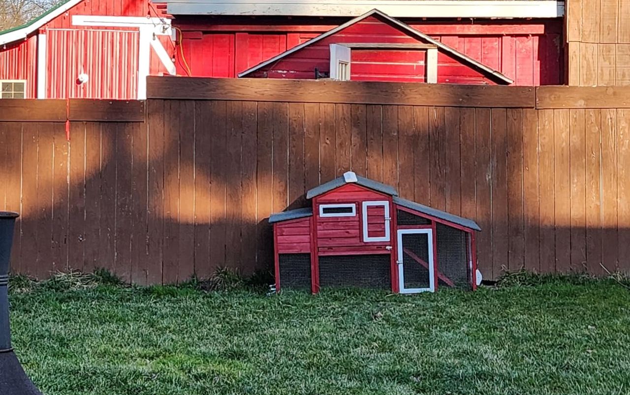 PetsCosset Chicken Coop_4