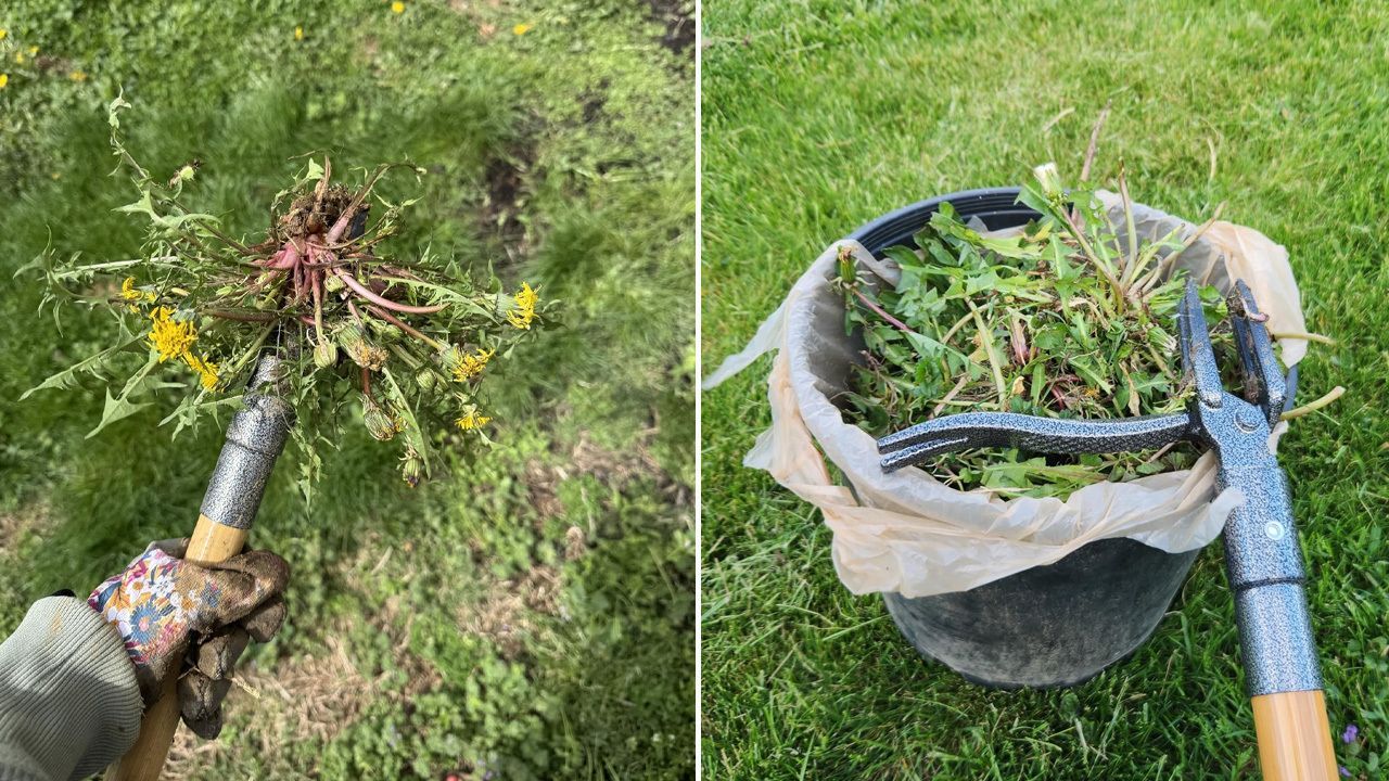 Best gardening equipments to buy - Weed Puller Tool