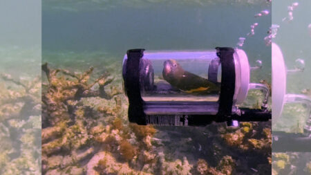 Bebe the pet parrot explors Bahamas in a handmade submarine
