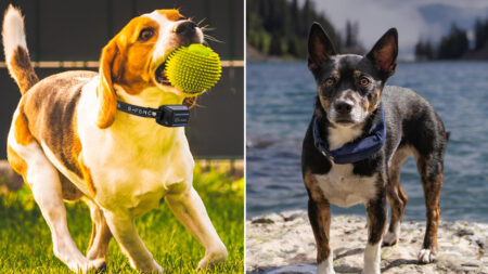 Best-Wireless-Dog-Fences on Amazon Ensure Your Canine’s Safety