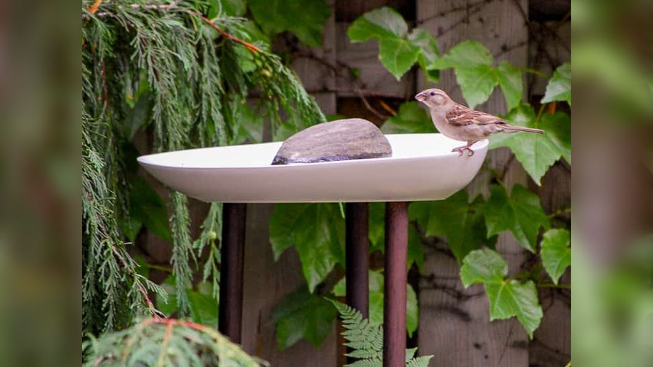 Watching birds sooth their parched throat and relaxing near birdbath rejuvenates soul and mind.
