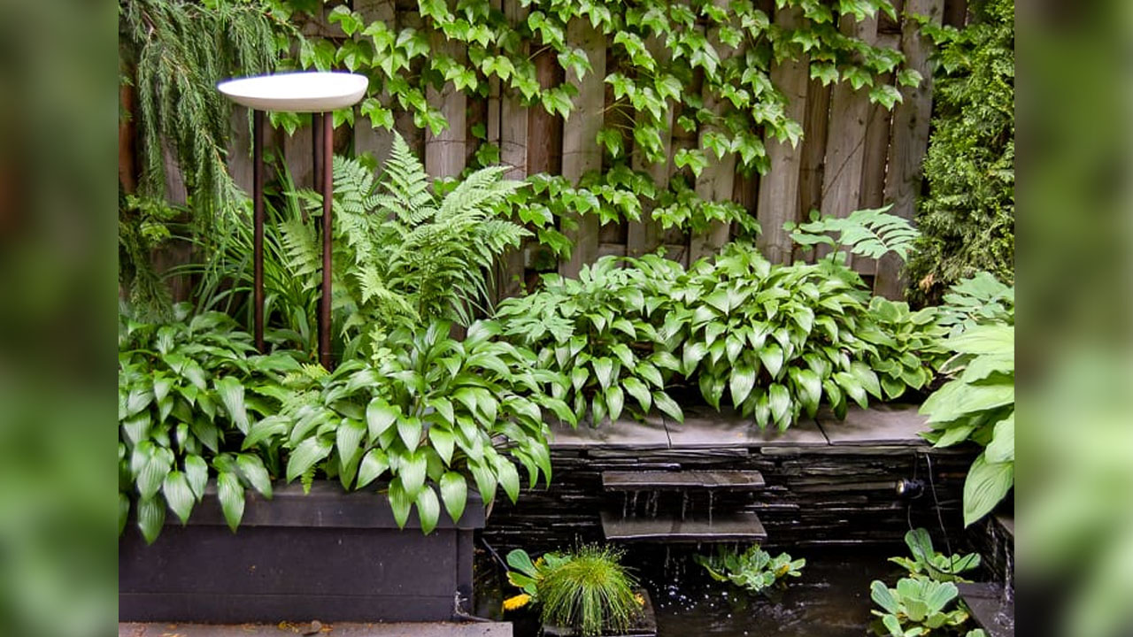 Birds will enjoy bathing and lounging in the birdbath surrounded by decent greenery.