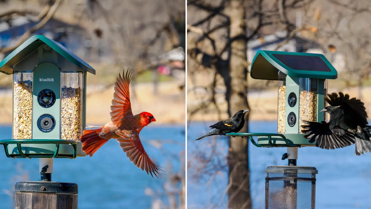 Kiwibit-Smart-Bird-Feeder_1