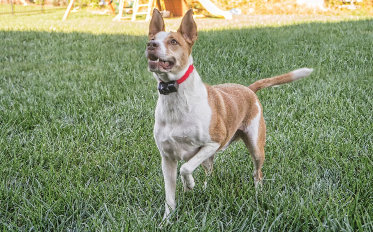 PetSafe Wireless Pet Containment System Receiver Collar