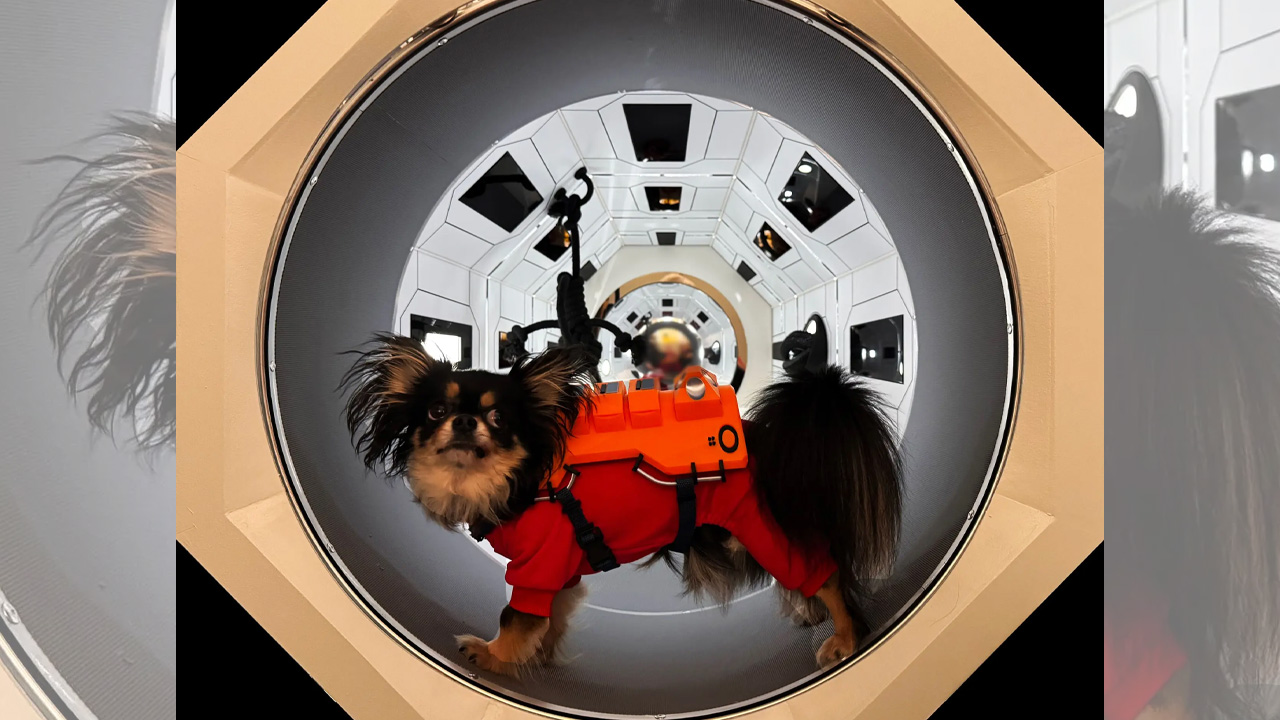 AHMM-Architects_Sapce-Themed Dog Kennel
