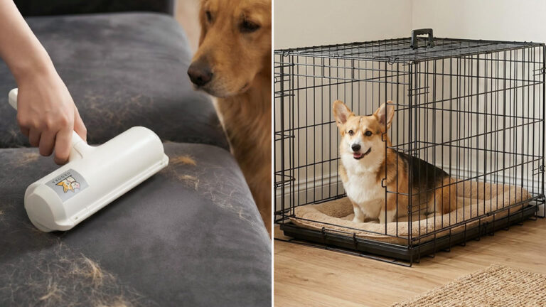 Amazon Pet Days 2026 is Back With Exciting Offers on Pet Products