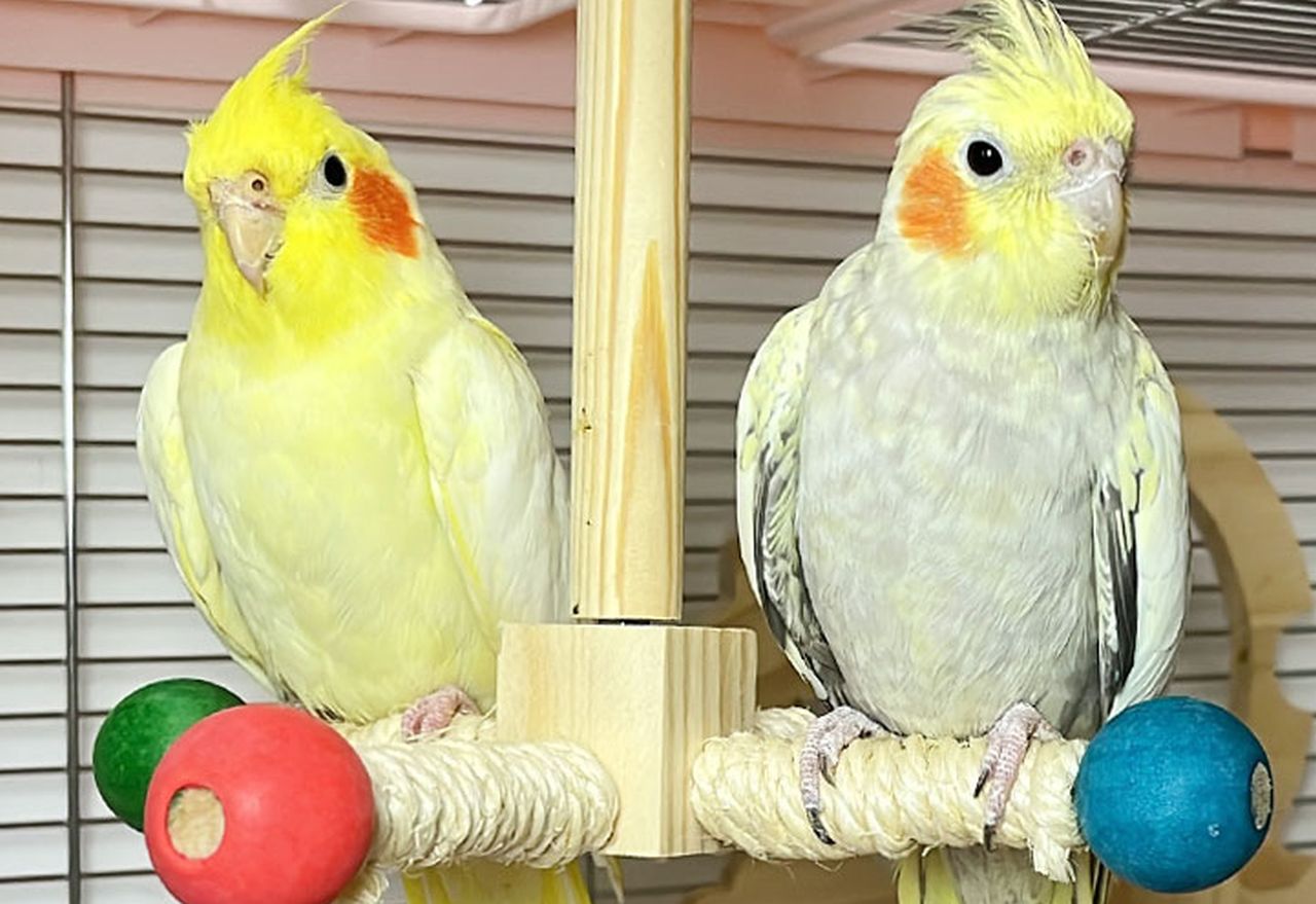 Bird Stand Perch Toy