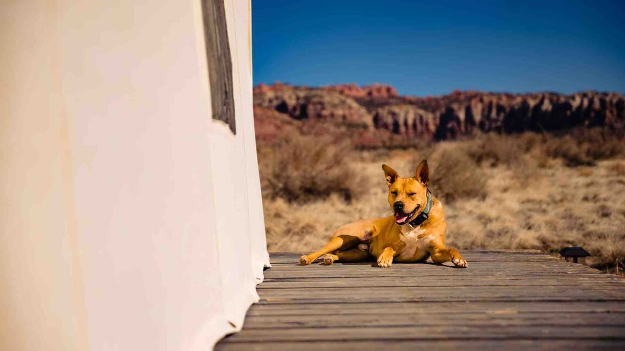 Campsite in Cane Beds_dog friendly