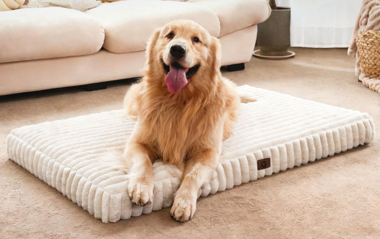 Cozila dog bed