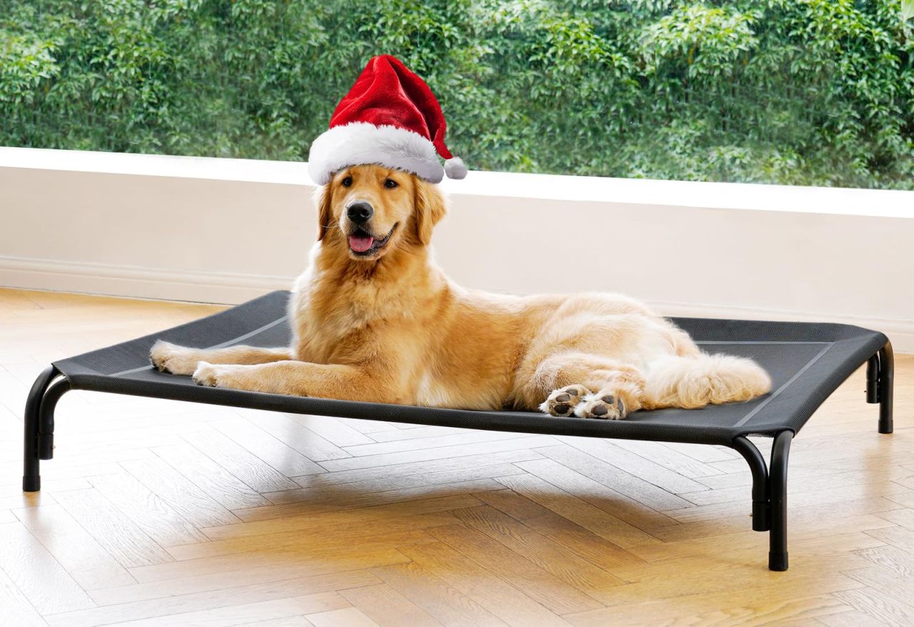 Elevated Dog Bed