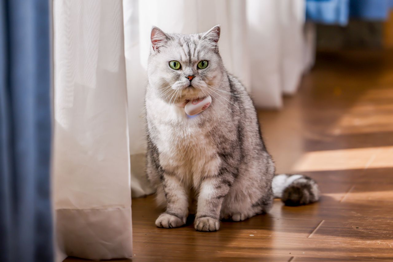 PettiChat Pet Wearable Translates Your Pet's Barks in Real Time