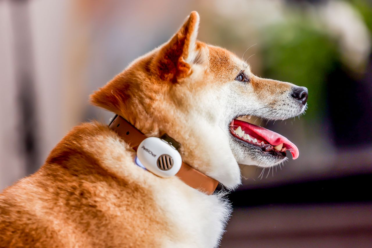 PettiChat Pet Wearable Translates Your Pet's Barks in Real Time