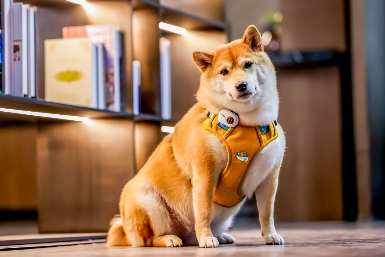 PettiChat Pet Wearable Translates Your Pet's Barks in Real Time