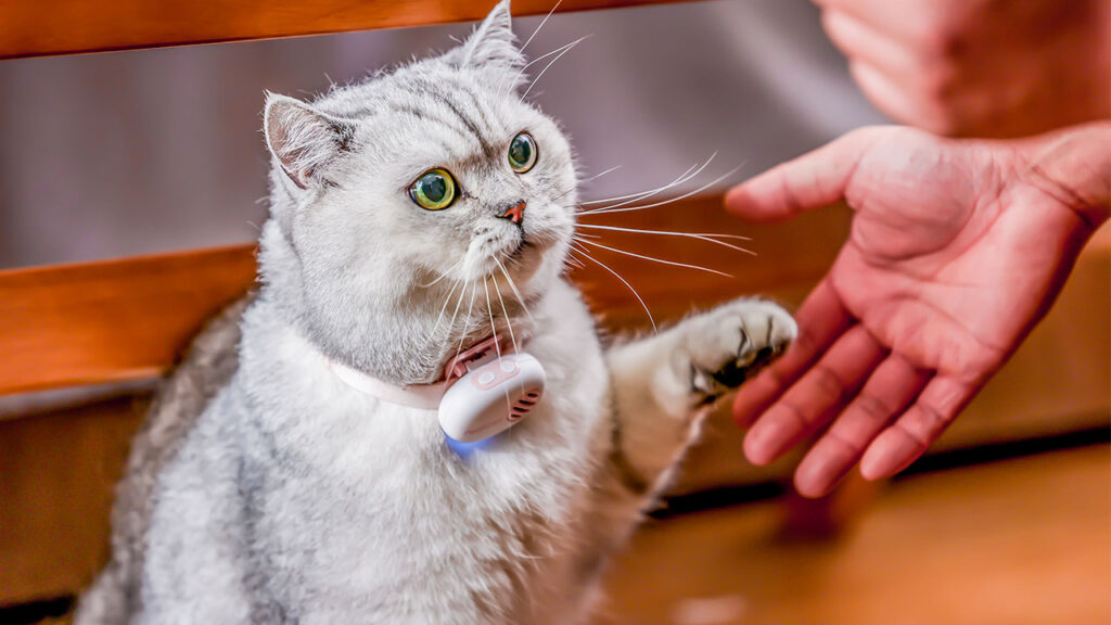 PettiChat Pet Wearable Translates Your Pet's Barks in Real Time