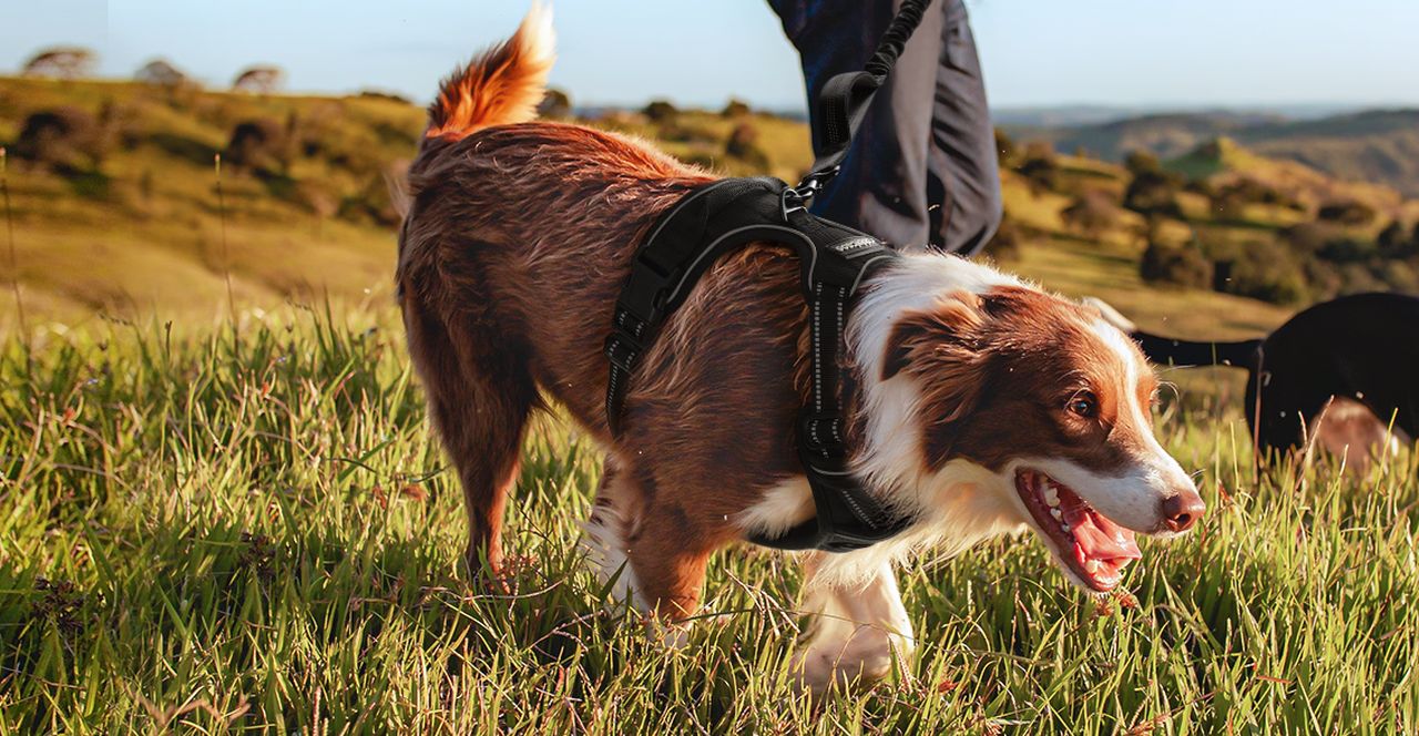 Rabbitgoo Dog Harness