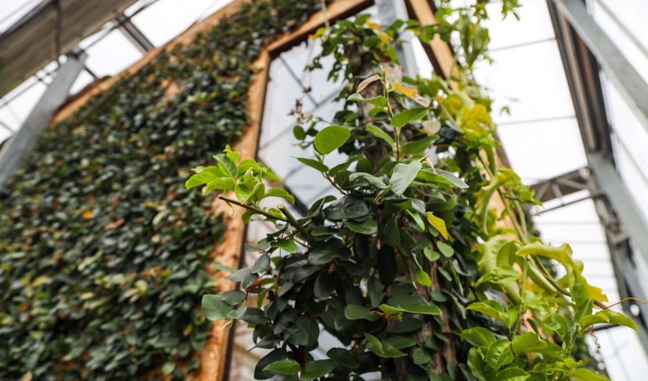 Rainer's Tiny House Inside a Massive Greenhouse_5
