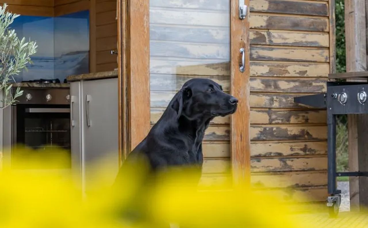 Tinywood One Tiny House_dog-friendly