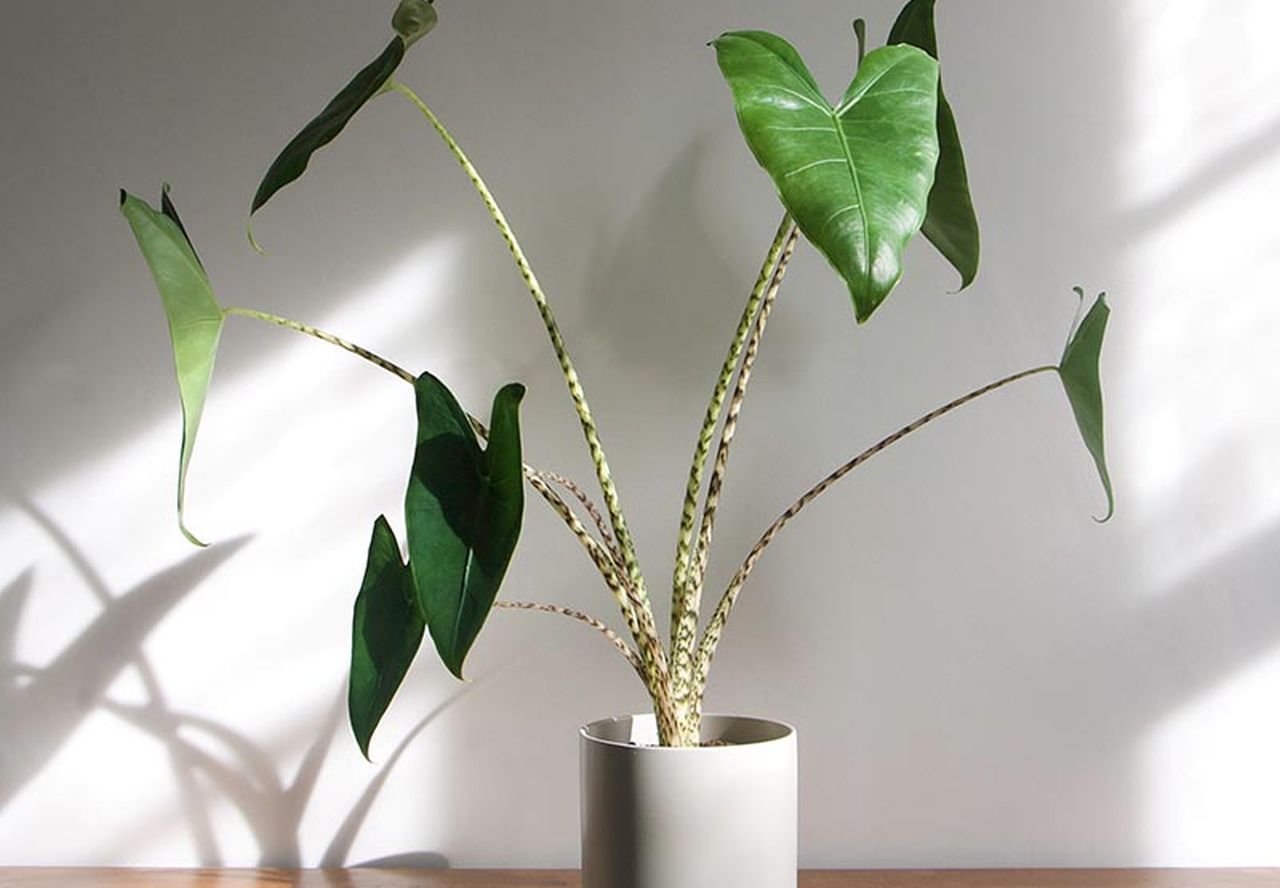 Alocasia Zebrina