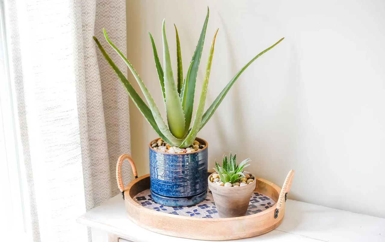 Aloe Vera