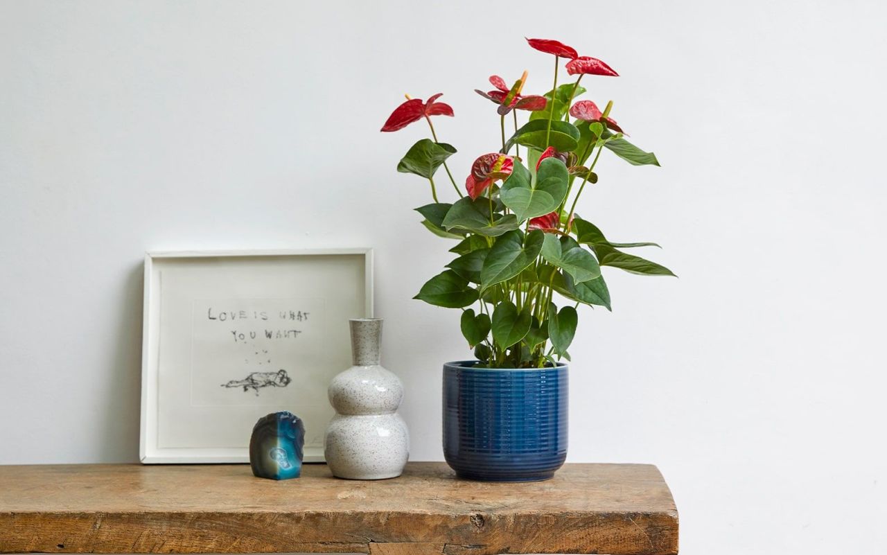 Anthurium