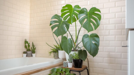 Best Bathroom Plants to Create Misty, Indoor Oasis