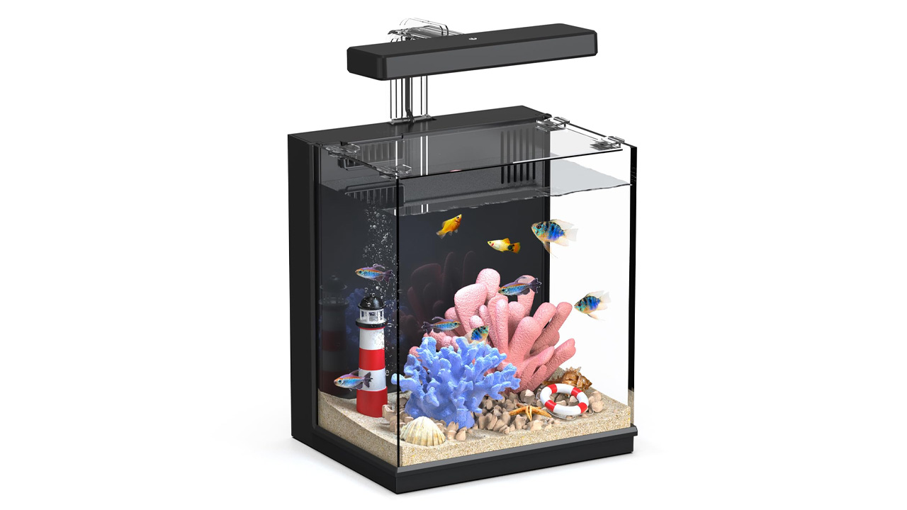 Beta Fish Tank 