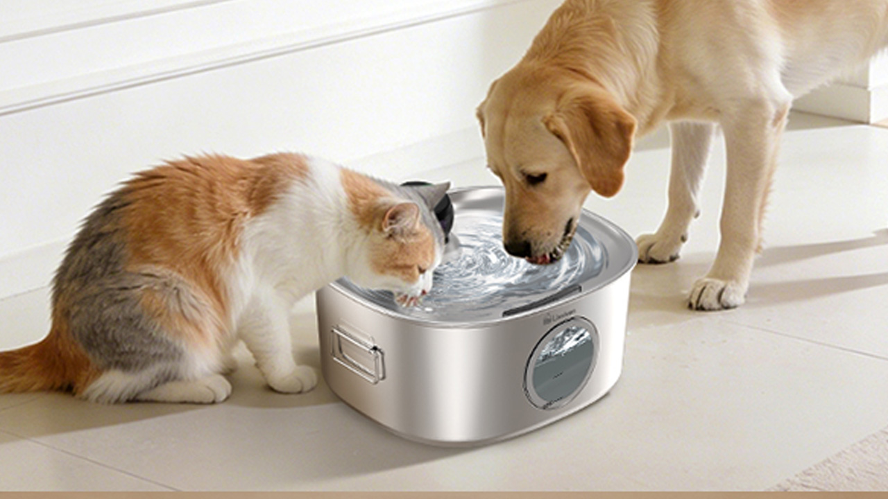 Dog Water Fountain