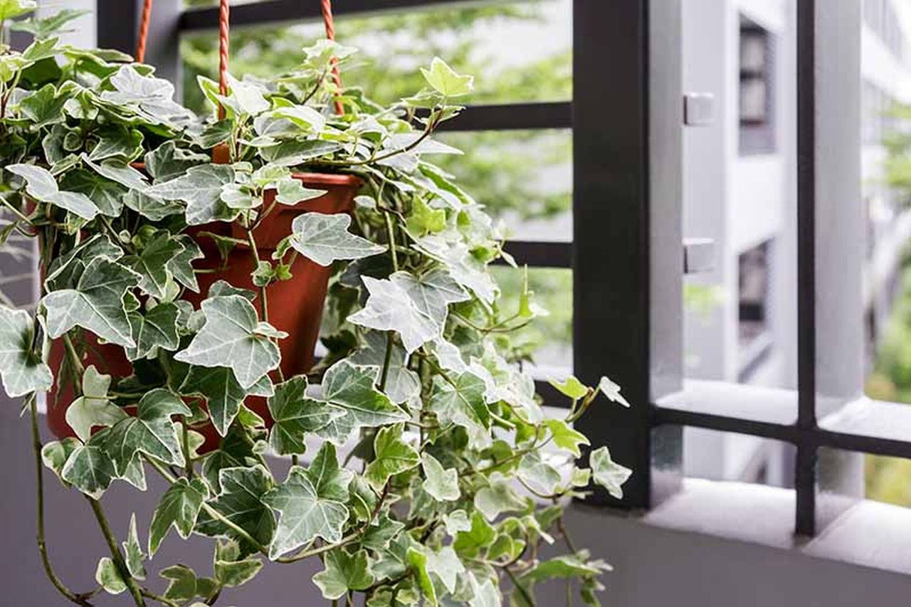 English Ivy