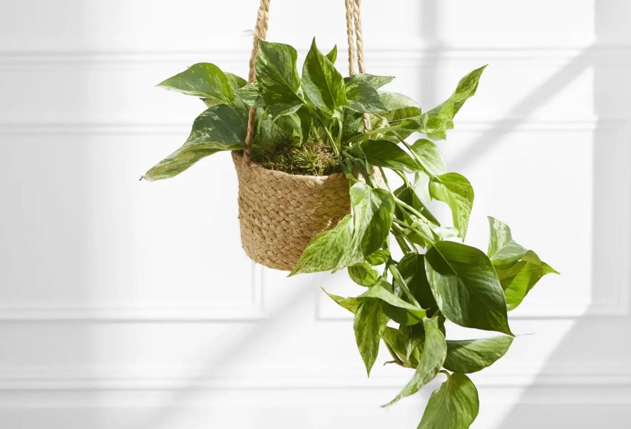 Marble Pothos
