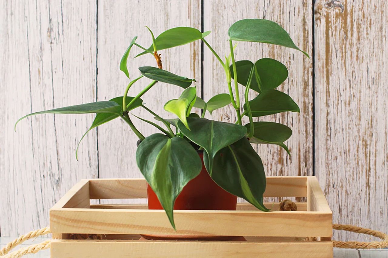 Philodendron Heartleaf