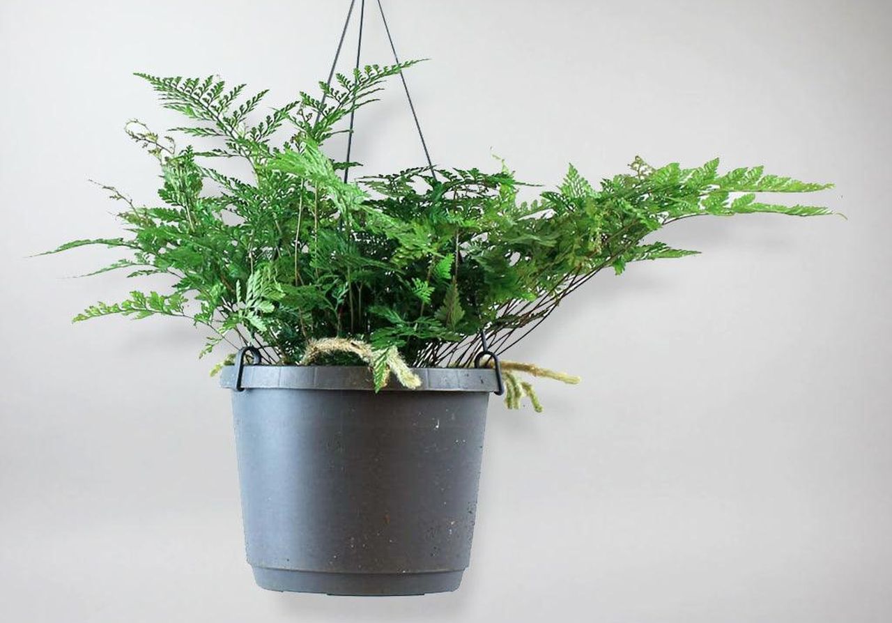 Rabbit Foot Fern