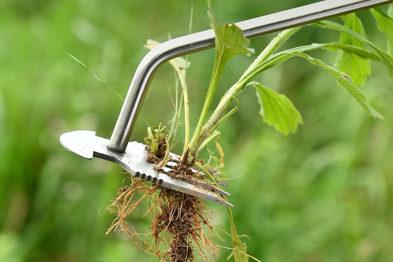 Weed Puller Tool