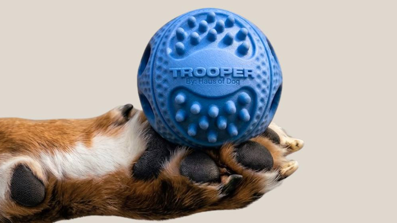 Trooper is a dog ball