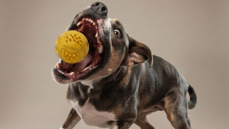 Meet Trooper Dog Ball: A Toy Even Your Pooch Can’t Destroy Trooper Dog Ball