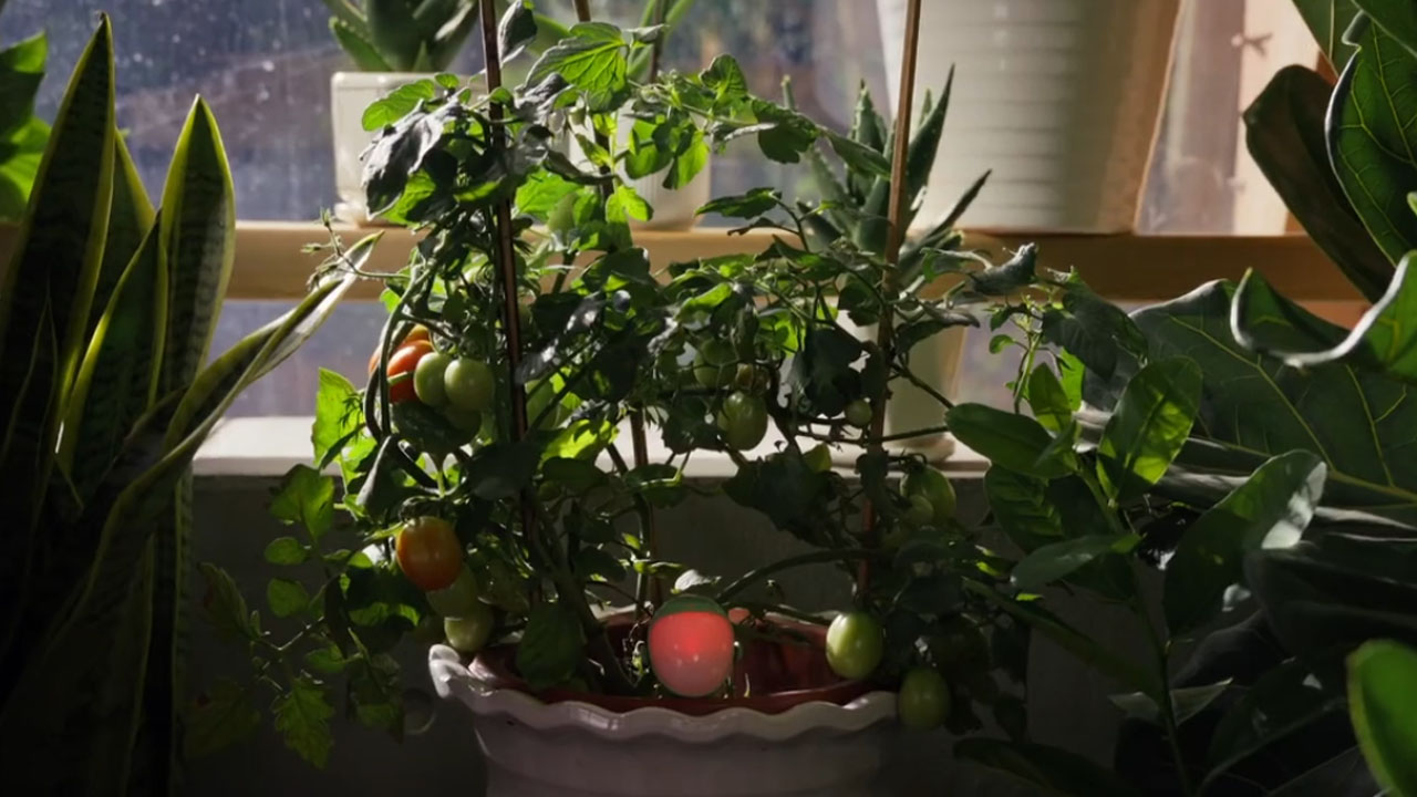 PlantSenso- Senso Mini flashes red light to alert user