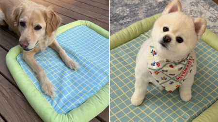 $26 Cooling Mat Dog Bed From Target